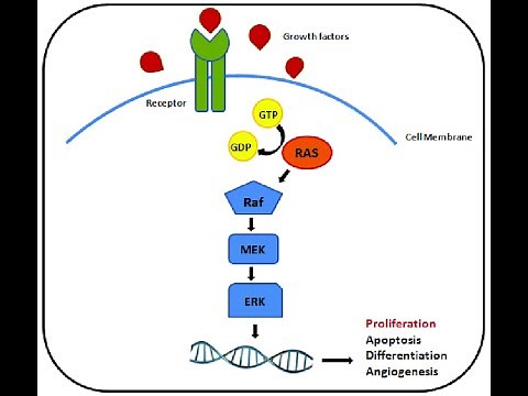 EGF signal transduction pathway (RAS/RAF/MEK/ERK Signalling Pathway)