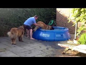 Leonberger's go for a swim