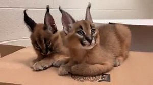 Nashville Zoo Baby Boom!