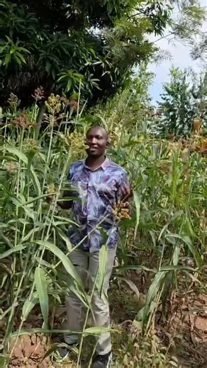 What’s the difference between Sorghum and Millet? | Hon Jacob Barongo Bagaka