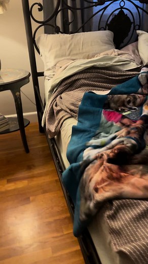 Morning Routine with Eddie the Grumpy Dog on Wheels