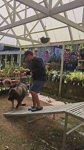 84K views · 792 reactions | Look at these two dominant dogs of mine. Curious and slightly nervous of passing on the ramp in one of their mind stimulation exercises early this week.  It builds confidence and trust by the way. #goodalpha #themodernancientdiet #superolangmalakas | Supero Dog Farm | Facebook
