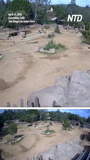 134K views · 1.3K reactions | A camera at the San Diego Zoo captures elephants reacting to an earthquake that rattled Southern California. | NTD Television | Facebook