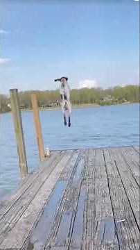 Dogs rolls so funny#pets #viral #animals #shorts #funny #rolls #dogroll #funniestvideo #video #yt