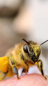 495K views · 27K reactions | Most bees in the hive are female—and they’re called worker bees  Their first job? Cleaning out cells to prep for eggs, nectar, or pollen. Talk about starting strong! How amazing are bees?!  #flowhive #beekeeping #emergingbee | Flow Hive | Facebook