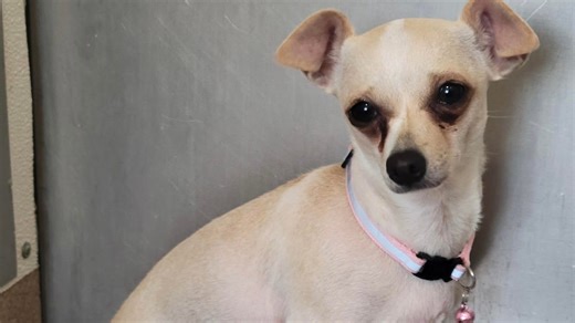 Ask the Shelter: What should I know before microchipping my dog?