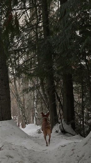 Built in the Mountains of BC, this prefab cabin serves as a connection to the great outdoors.
