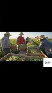 Plant Based Meat Production Process Part 01 #factorysecrets