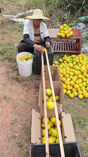 Sort Fruits by Size with 2 Sticks! 🥭🍎 #shorts#rurallife #automobile