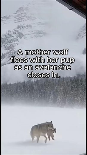 Mother Wolf Protects Her Pup During Avalanche #wolf