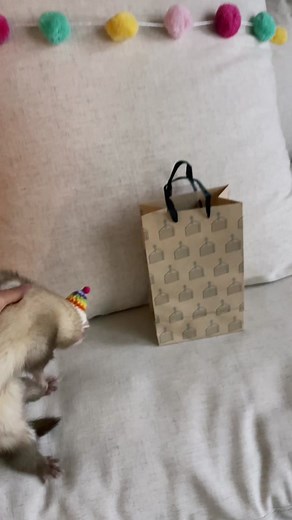 Celebrating Nala's 1st Birthday and Pride Month with Ferret Fun!