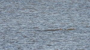32K views · 730 reactions | New Years Day Bottlenose Dolphins feeding and loafing about this afternoon at Scarborough | Scarborough Porpoise | Facebook