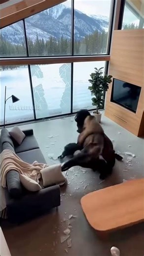 Bison Smashes Through House Wall 😱 #shorts