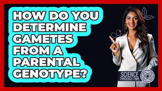 How Do You Determine Gametes From A Parental Genotype?