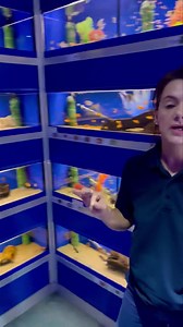 53K views · 2.4K reactions | African Cichlids tour  #freshwateraquarium #lisburn #grosvenortropicals #aquarium #African #africanci #africancichlids #africancichlid #africancichlidtank | Grosvenor Tropicals | Facebook