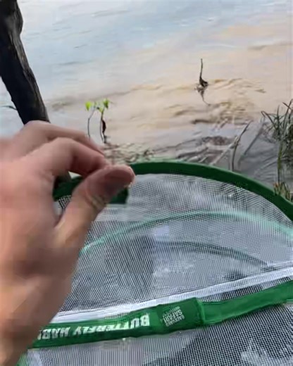 26K views · 388 reactions | Barn swallow release! Barn swallows are...