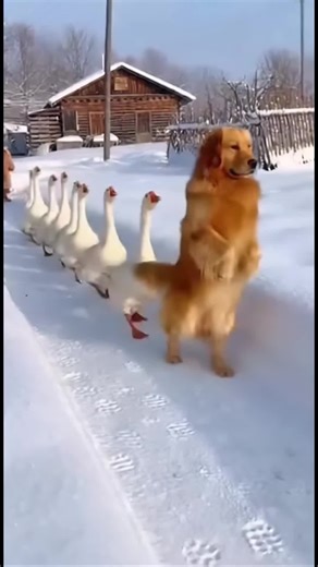Forward march! 😂💂‍♂️ This dog thinks he is the general of the geese army! Watch how he hilariously walks upright on two legs while the geese follow him in a perfect single-file line through the snow. ❄️ He takes his job very seriously! #FunnyAnimals #DogCommander #GeeseParade #WalkingDog #SnowVideo