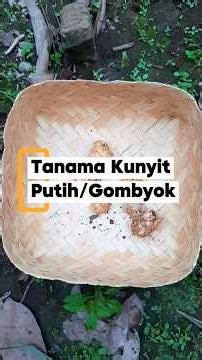 Tanam Kunyit Putih Gombyok