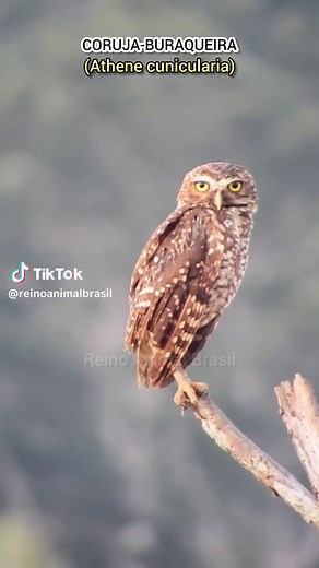 Descubra a Coruja-buraqueira em Seu Habitat Natural