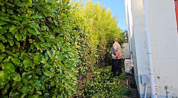 How to Tame Overgrown Plants in a Small Yard for a Neat Look
