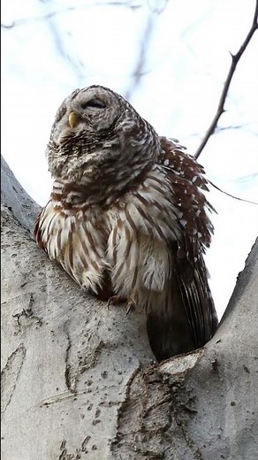 Barred Owl pair calling to each other.
