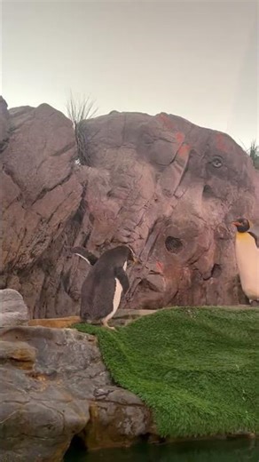 Gentoo penguins Cashew and Pecan debut at Saint Louis Zoo