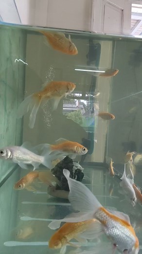 14K views · 208 reactions | Antara ikan dan air adalah 2hal yg sangat berperan dlm terapi mentalku | Ika Rachmani | Facebook