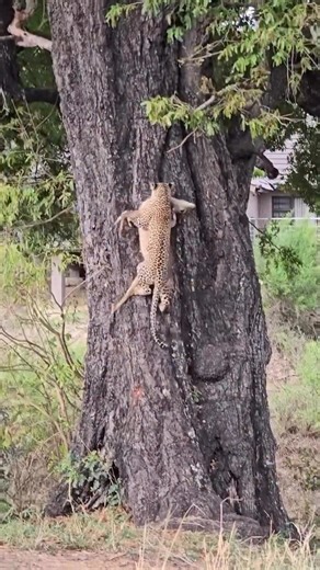 Tanzania Safari Experience on Instagram: "The leopard doesn’t take its kill into a tree for show — it’s pure survival strategy. On the Serengeti plains, food is never safe. Lions, hyenas, and even other leopards are always watching, ready to steal a hard-earned meal. So what does the leopard do? It uses its insane strength and stealth to drag prey heavier than its own body straight up into a tree. Up there, the kill is protected, undisturbed, and eaten over several days. No rush. No competition.
