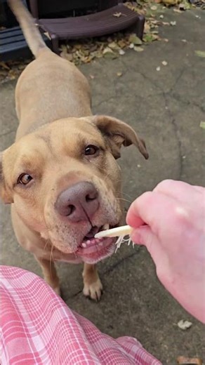 Dogs ❤️ string cheese