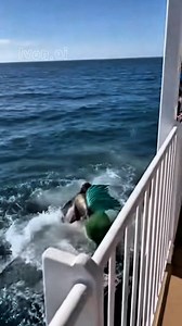 Putri Duyung vs Hiu Raksasa Mermaid vs Giant Shark #viralvideoシ #reelsvideo #shark #mermaid #usa #AI | Ivon Muhamad