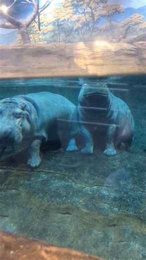 Button and Genny at Adventure Aquarium in Camden, NJ. They are the only Nile hippos in the world to be exhibited at an Aquarium. #hippo @adventureaquarium #adventureaquarium #aquarium #hippopotamus | Lehigh Valley with Love