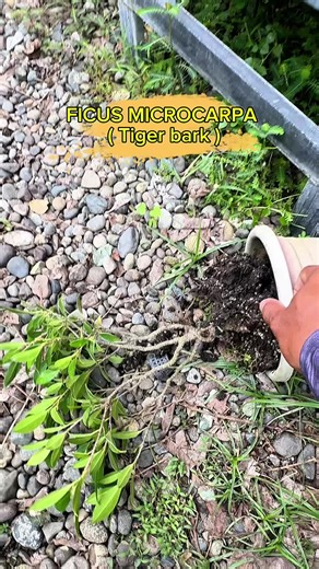 How to Make a Bonsai Tree: Step-by-Step Guide