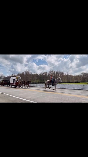 🐄 Florida Cracker Cattle Drive – Keeping History Alive! 🤠I’m excited to share a video from this year’s Florida Cracker Cattle Drive, an incredible tradition that’s happening right now! Riders have been making their way across the state, following historic trails once traveled by Florida’s original cowhunters — the Cracker Cowboys.The drive wraps up this Saturday in downtown Fort Pierce with a parade around 10 AM, marking the end of a week-long journey that stretches over 120 miles from Bradent
