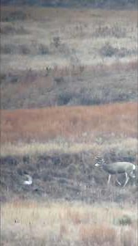 The fog finally lifted! #muledeer #deerhunting #buckstormsd #hunting