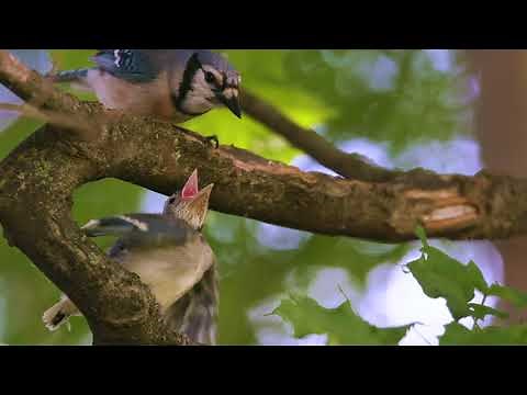 Watch a baby blue jay getting fed