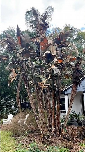 🥶 Will My Giant Bird of Paradise Survive the Cold Snap? #birdofparadise #floridagardening #plantcare
