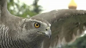 The Kremlin’s crow problem