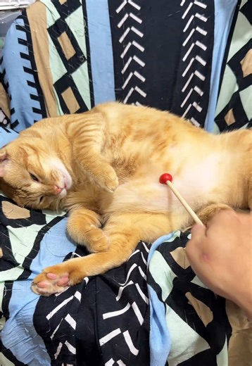 Kucing dan Gendang: Simbasaekkiya Wonder Girl