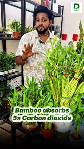 We have 5 varieties of Bamboos🎍you can order online through our website www.dgardenz.com