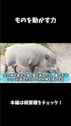 Surprising Facts About Wild Boars