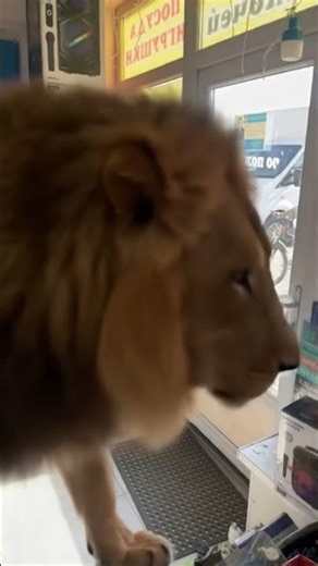 🦁🚪 Lion Comes From the Door Challenge! | AI Magic Video ✨