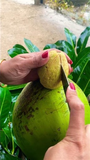 Red Guava Fruit #redguava