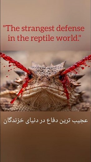 Witness one of nature’s most extreme defenses. The Texas Horned Lizard doesn’t run from