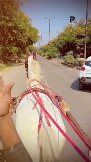 TAG YOUR TANGEWALI❤️‍🔥✌🏻🐎 #adeshpawarpatil #horse #shortvideo #treding #viralvideo #marwadi
