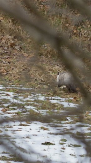 Kentucky Afield on Instagram: "Have you ever seen an opposum do this in the woods? Opossums have prehensile (capable of grasping) tails that act like an extra hand! They can curl their tails around leaves, twigs, and other small objects to move them, gather nesting materials, and help build dens. While their tails aren’t super strong, they’re surprisingly handy for lightweight tasks and help opossums survive in the wild. 🍂 You never know what you're going to see on a deer hunt! #opossums #KYWil