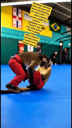 Monkey vs Human: Capuchin Monkey Jiu-Jitsu Training 😂 #funnyanimals #memes #funnycute