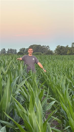 360 RAIN | adaptive application vs non-irrigated 🤝 @terranova_argentina 📍 Provincia De Buenos Aries, Argentina 🌽 @grupo.galeazzi @campodirecto | Instagram