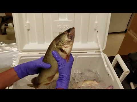Fish Tissue Sampling - Weigh & Measure