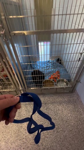 Meet Micha: A Heartwarming Dog Adoption Story