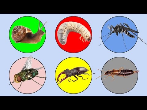 Type Of Insect ; Horn Beetle, Earwig, Fly, Mosquito, Larva, Snail